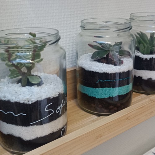 photo de 3 terrariums